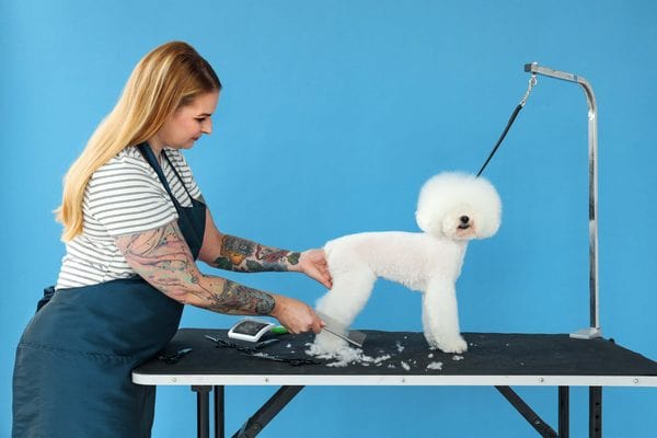 Professional pet grooming transformation