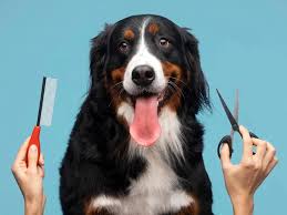 Luxury pet grooming experience