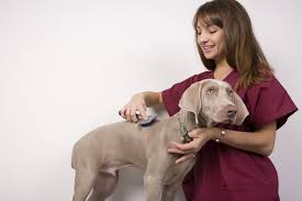 Professional pet grooming specialist with adorable furry client